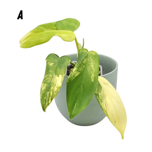 Philodendron Bipennifolium Variegata - A - indoor plant