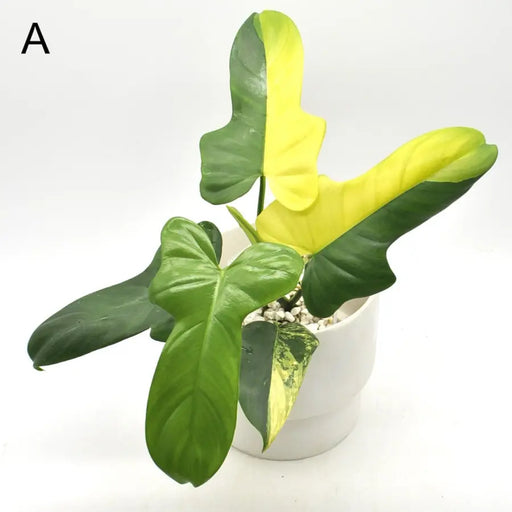 Philodendron Bipennifolium Variegata - A - indoor plant