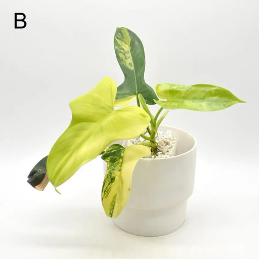 Philodendron Bipennifolium Variegata - B - indoor plant