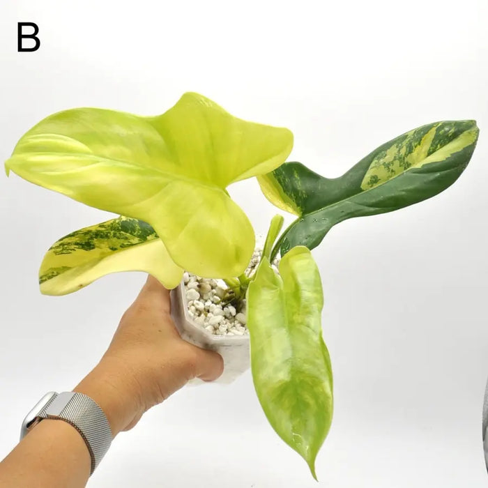 Philodendron Bipennifolium Variegata - indoor plant