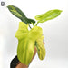 Philodendron Bipennifolium Variegata - indoor plant