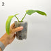 Philodendron Bipennifolium Variegata (Soil) - indoor plant