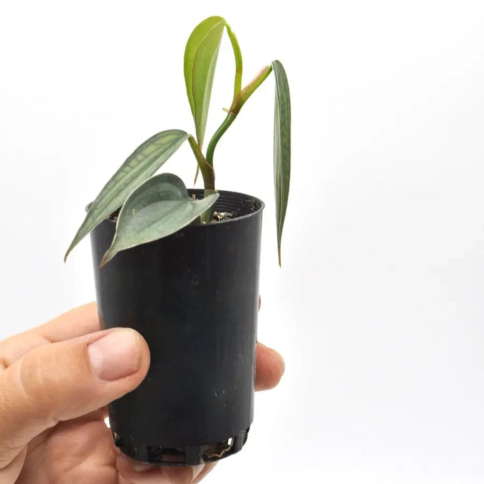 Philodendron Burle Marx Fantasy - indoor plant