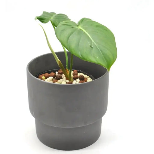 Philodendron Dean McDowell - Hydro