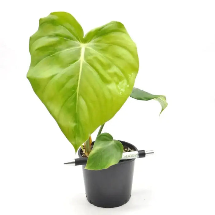 Philodendron Dean McDowell - Soil