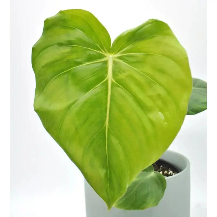 Philodendron Dean McDowell - Soil