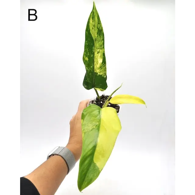Philodendron Domesticum Variegata - B indoor plant