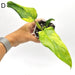 Philodendron Domesticum Variegata - D indoor plant