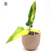 Philodendron Domesticum Variegata - indoor plant