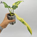 Philodendron Domesticum Variegata - indoor plant