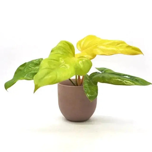 Philodendron Erubescens 'Gold' / NoID