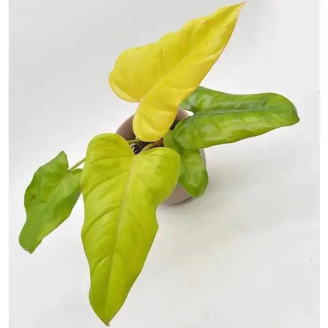 Philodendron Erubescens 'Gold' / NoID