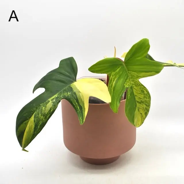 Philodendron Florida Beauty - indoor plant