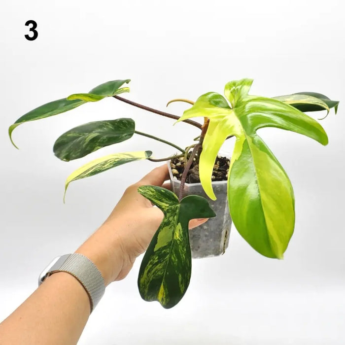 Philodendron Florida Beauty - indoor plant