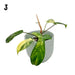 Philodendron Florida Beauty - indoor plant