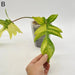 Philodendron Florida Beauty - indoor plant