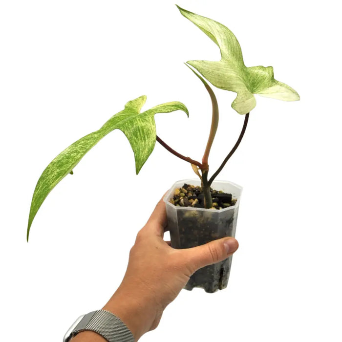 philodendron florida ghost for sale australia Buy Philodendron Florida Ghost