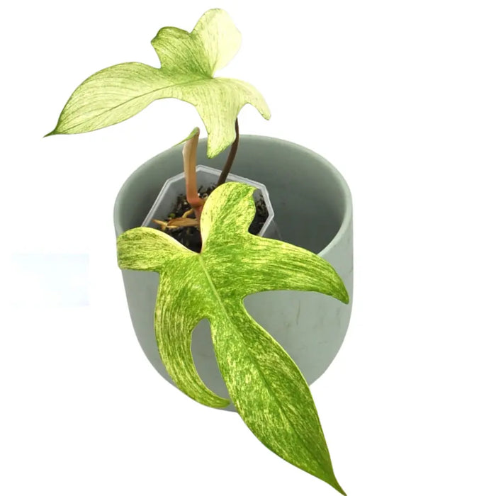 philodendron florida ghost australia Buy Philodendron Florida Ghost