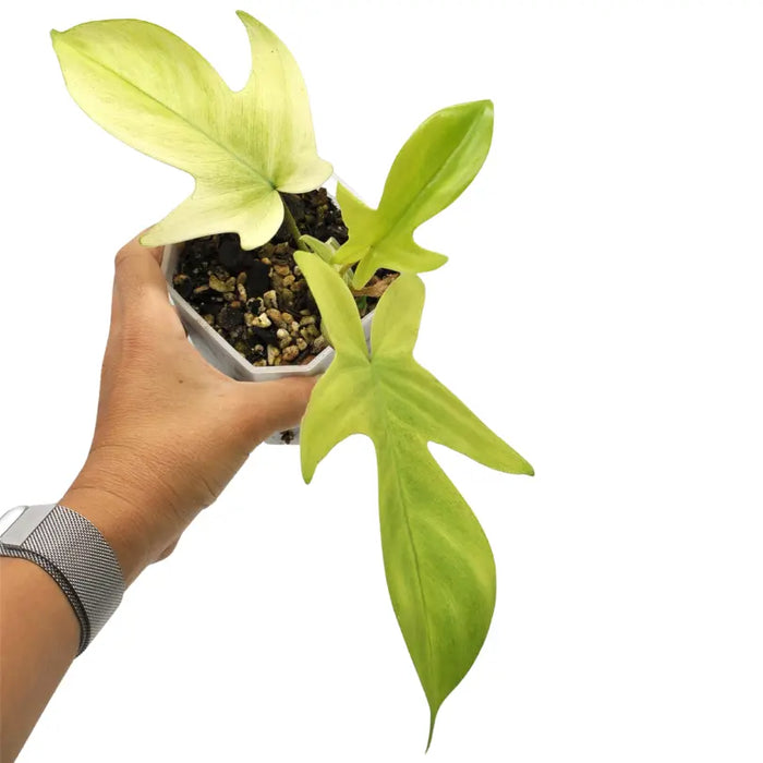 philodendron florida ghost australia Buy Philodendron Florida Ghost