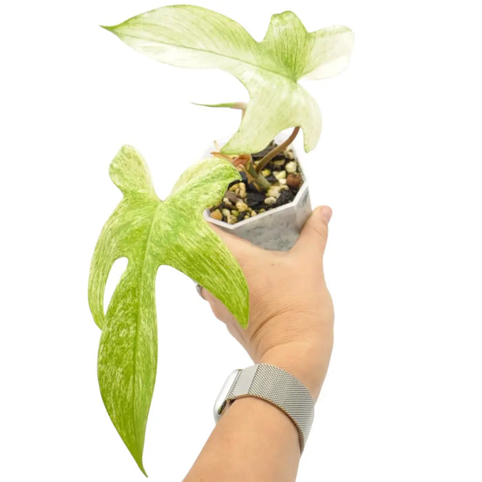 philodendron florida ghost australia Buy Philodendron Florida Ghost