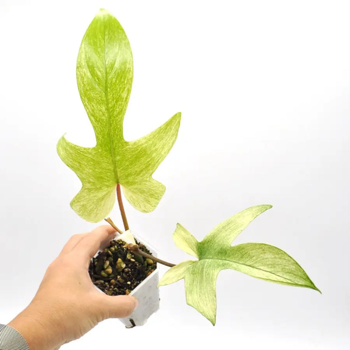 philodendron florida ghost australia Buy Philodendron Florida Ghost