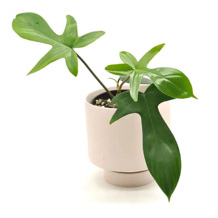 Philodendron Florida Green (reverted Beauty)