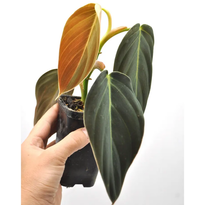 Philodendron Gigas