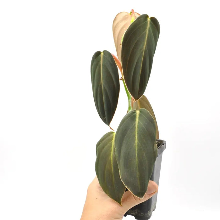 Philodendron Gigas