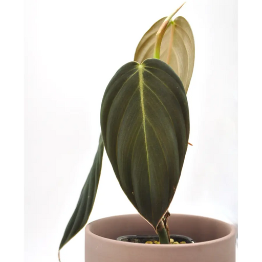 Philodendron Gigas