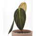 Philodendron Gigas