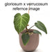 Philodendron Gloriosum x Verrucosum or Majestic?