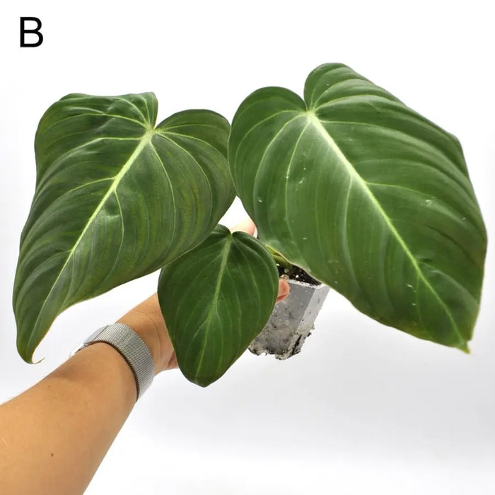 Philodendron Glorious - B - indoor plant