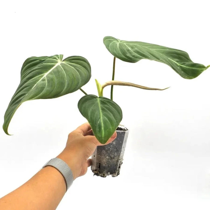 Philodendron Glorious - indoor plant