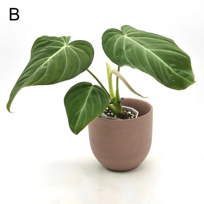 Philodendron Glorious - indoor plant