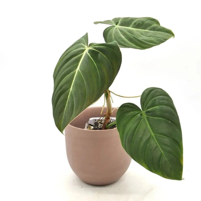 philodendron europe Philodendron Glorious – Large Velvet Leaf Hybrid