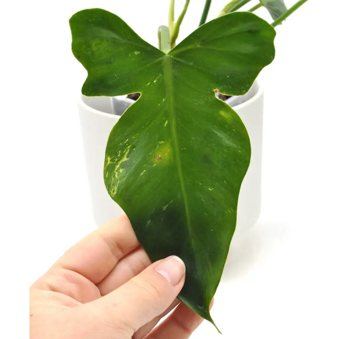 Philodendron Golden Dragon Lime Fiddle
