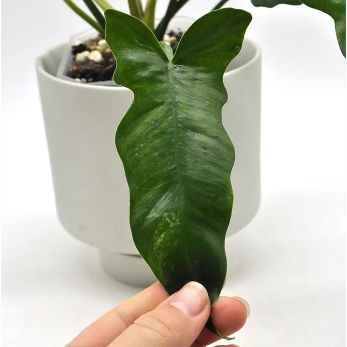 Philodendron Golden Dragon Lime Fiddle
