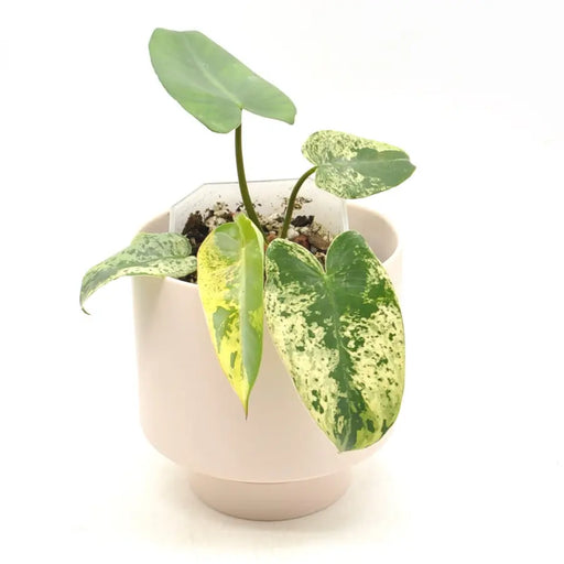 Philodendron Ilsemanii Variegata (Soil) - indoor plant