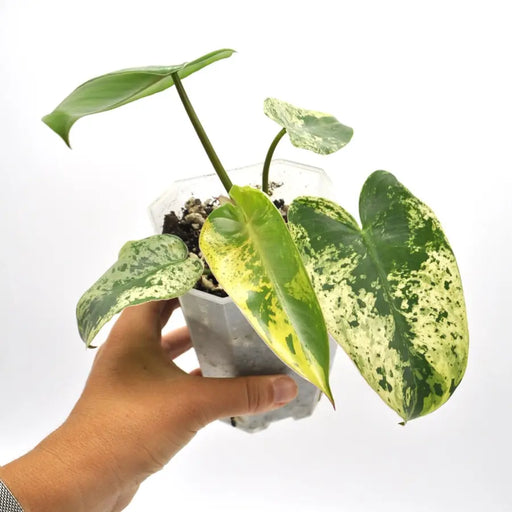 Philodendron Ilsemanii Variegata (Soil) - indoor plant