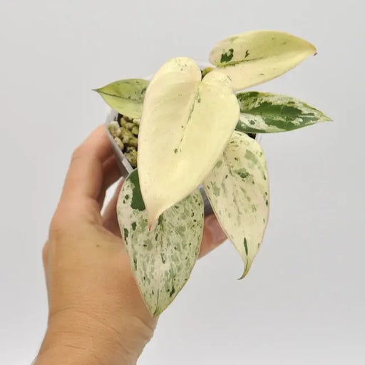 Philodendron Ilsemanii Variegata (Soil) - indoor plant