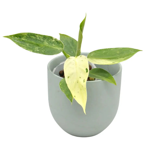 Philodendron Jose Buono - indoor plant