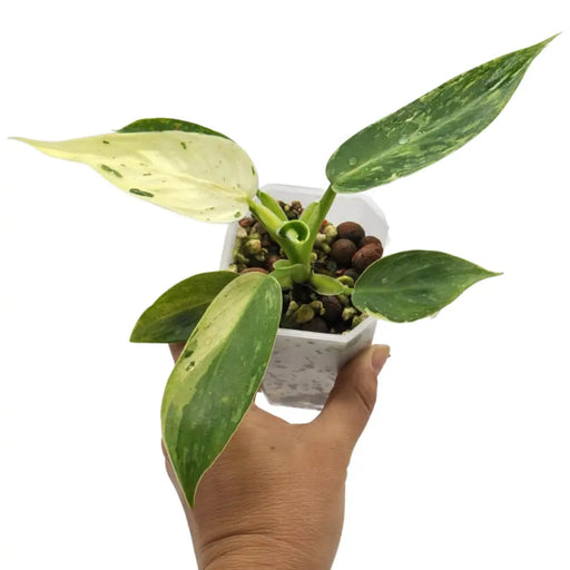 Philodendron Jose Buono - indoor plant