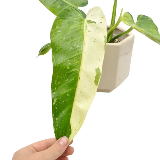 Philodendron Jose Buono - indoor plant