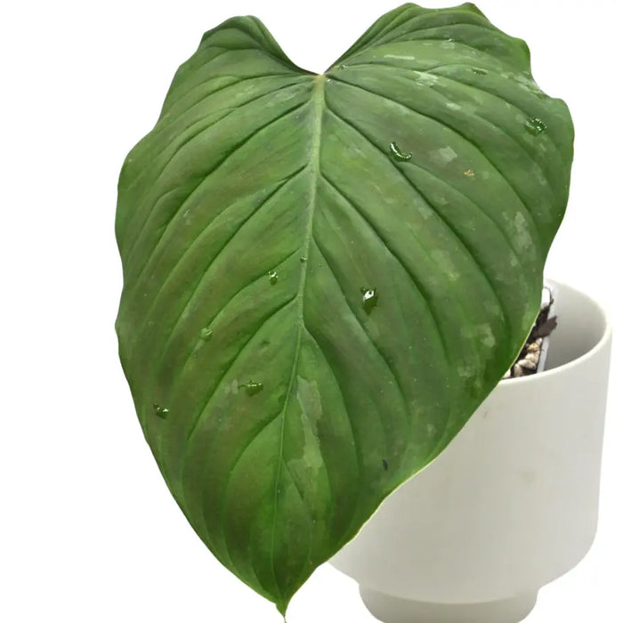 Philodendron Majestic - indoor plant