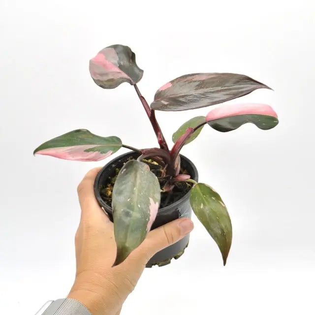 Philodendron Pink Princess - indoor plant