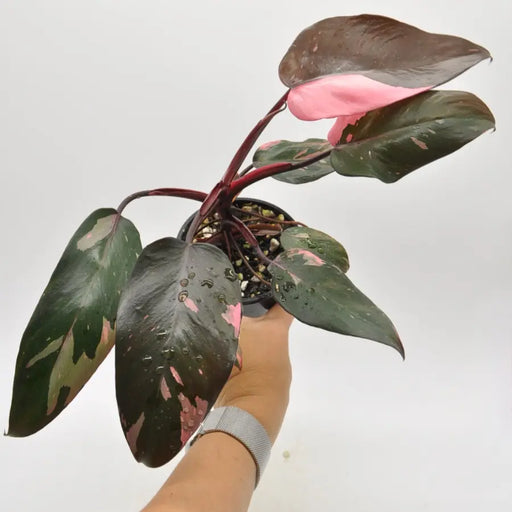 Philodendron Pink Princess - indoor plant