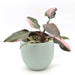 Philodendron Pink Princess - indoor plant