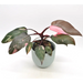 Philodendron Pink Princess - indoor plant