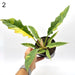 Philodendron Ring of Fire - 2 indoor plant
