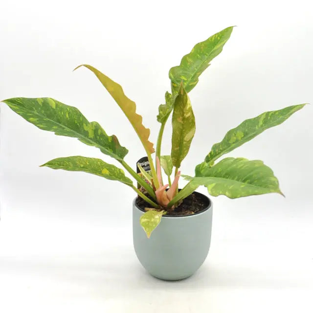 Philodendron Ring of Fire - indoor plant